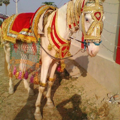 Bhagghi Luxury & Vintage cars